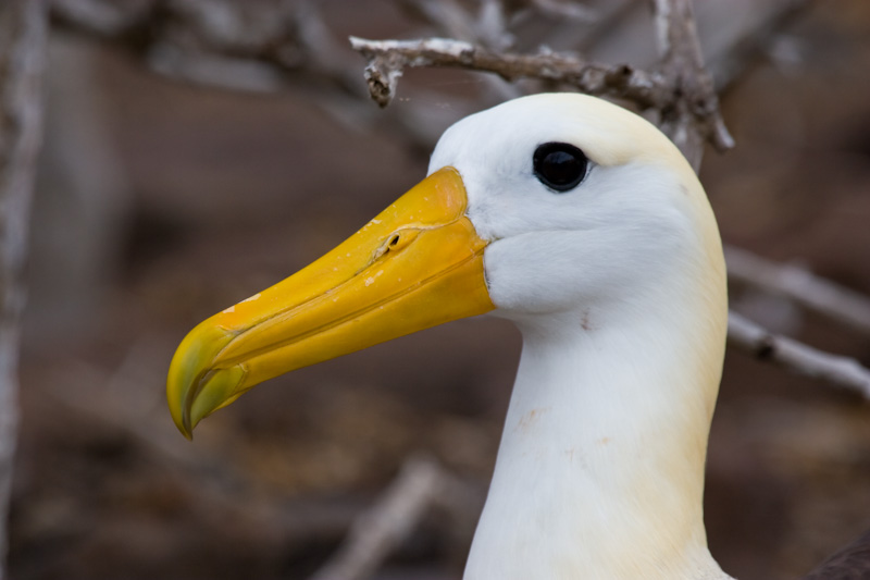 Waved Albatross